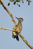 Image. Black-rumped Flameback
