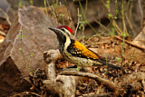 Image. Black-rumped Flameback