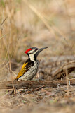 Image. Black-rumped Flameback