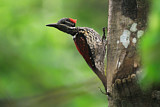 Image. Black-rumped Flameback