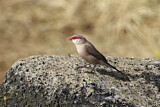 Image. Black-rumped Waxbill