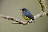 Image. Black-sided Flowerpecker