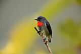 Image. Black-sided Flowerpecker