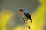 Image. Black-sided Flowerpecker