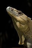 Image. Black spiny-tailed iguana