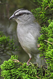 Image. Black-striped Sparrow