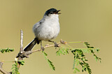 Image. Black-tailed Gnatcatcher