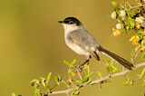 Image. Black-tailed Gnatcatcher