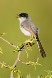 Image. Black-tailed Gnatcatcher