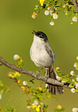 Image. Black-tailed Gnatcatcher
