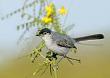 Image. Black-tailed Gnatcatcher