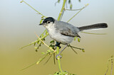 Image. Black-tailed Gnatcatcher