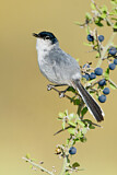 Image. Black-tailed Gnatcatcher