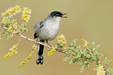 Image. Black-tailed Gnatcatcher