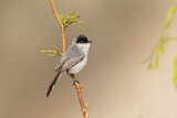 Image. Black-tailed Gnatcatcher