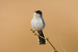 Image. Black-tailed Gnatcatcher