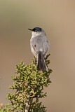 Image. Black-tailed Gnatcatcher