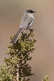 Image. Black-tailed Gnatcatcher