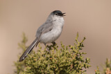 Image. Black-tailed Gnatcatcher