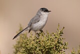 Image. Black-tailed Gnatcatcher