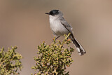 Image. Black-tailed Gnatcatcher