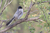 Image. Black-tailed Gnatcatcher