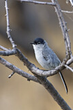 Image. Black-tailed Gnatcatcher