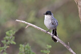 Image. Black-tailed Gnatcatcher