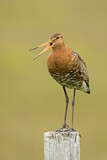 Image. Black-tailed Godwit