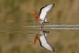 Image. Black-tailed Godwit