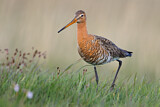 Image. Black-tailed Godwit