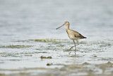Image. Black-tailed Godwit