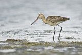 Image. Black-tailed Godwit