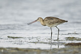 Image. Black-tailed Godwit