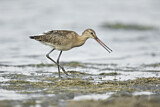 Image. Black-tailed Godwit