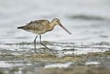 Image. Black-tailed Godwit