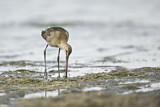 Image. Black-tailed Godwit