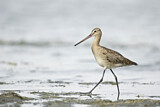 Image. Black-tailed Godwit