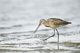 Image. Black-tailed Godwit