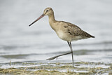 Image. Black-tailed Godwit