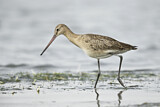Image. Black-tailed Godwit