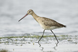 Image. Black-tailed Godwit
