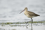 Image. Black-tailed Godwit