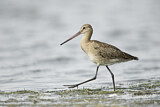 Image. Black-tailed Godwit