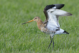Image. Black-tailed Godwit