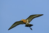 Image. Black-tailed Godwit