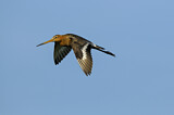 Image. Black-tailed Godwit