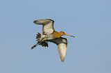 Image. Black-tailed Godwit