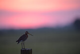 Image. Black-tailed Godwit