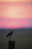 Image. Black-tailed Godwit
